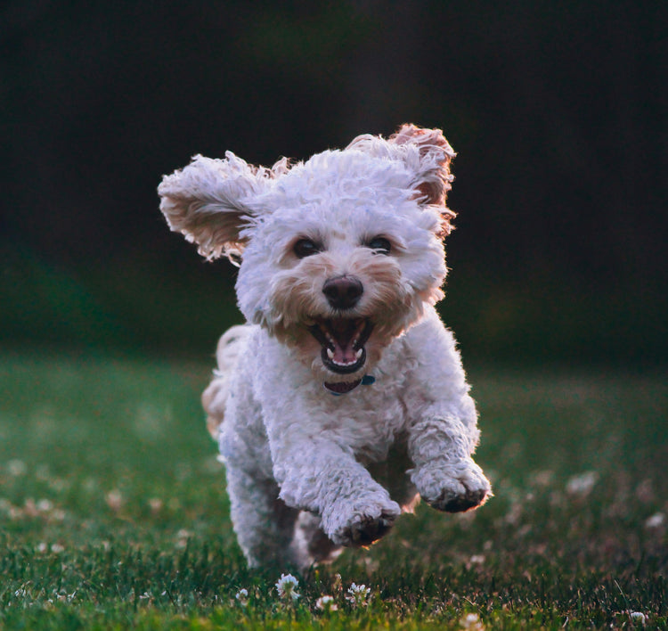 Alles voor jouw hond
