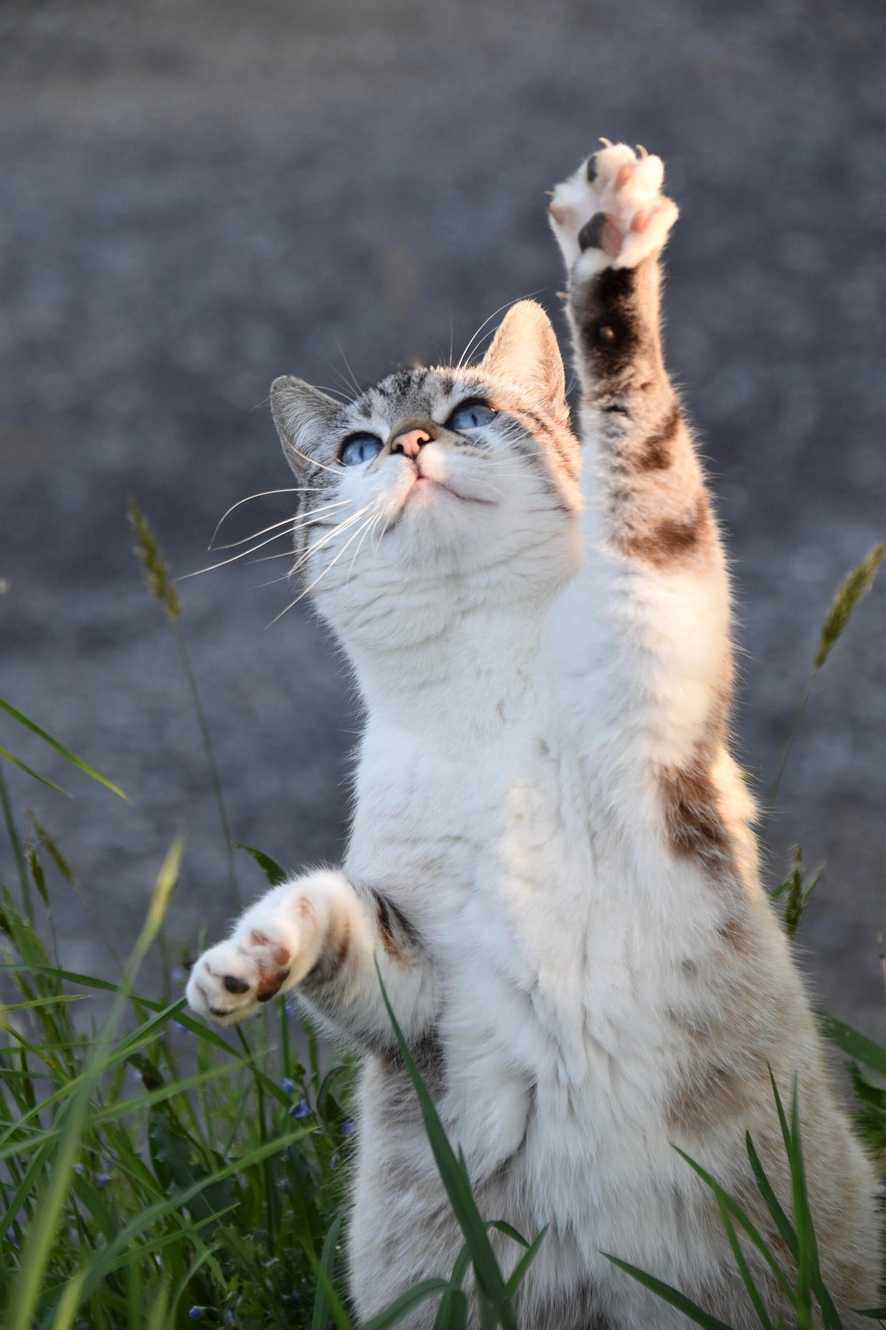 Alles voor jouw kat